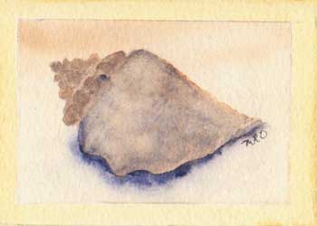 "Gulf Seashell I" by Mary O'Flying, Wausau WI - Watercolor